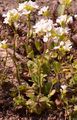 Alpine Rock-Cress - Arabis alpina L.