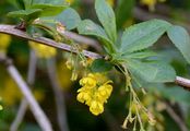 Gewöhnliche Berberitze - Berberis vulgaris L.