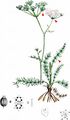 Whorled Caraway - Carum verticillatum (L.) W. D. J. Koch