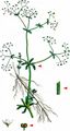 Common Marsh-Bedstraw - Galium palustre L.