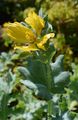 Yellow Horned-Poppy - Glaucium flavum Crantz