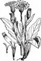 Few-Leaved Hawkweed - Hieracium murorum L.