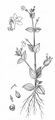 Prostrate False-Pimpernel - Lindernia procumbens (Krock.) Philcox