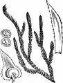 Interrupted Clubmoss - Lycopodium annotinum L.