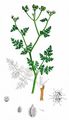 Strahlen-Breitsame - Orlaya grandiflora (L.) Hoffm.