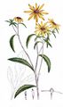 Thin-Leaved Coneflower - Rudbeckia triloba L.