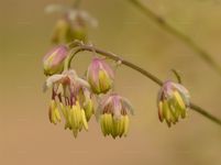 Einfache Wiesenraute - Thalictrum simplex L. 