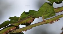 Hedera helix (Atlantischer Efeu) - Haftwurzeln