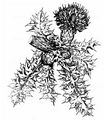 Dwarf Thistle - Cirsium acaulon (L.) Scop.