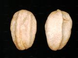 Cockspurthorn - Crataegus crus-galli L.