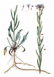 Filz-Flockenblume - Cyanus triumfettii (All.) Á. Löve & D. Löve 