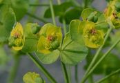 Leafy Spurge - Euphorbia esula L.