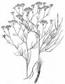 Longleaf - Falcaria vulgaris Bernh.