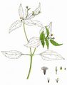 Kleinblütiges Franzosenkraut - Galinsoga parviflora Cav.
