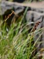 False Sedge - Kobresia simpliciuscula (Wahlenb.) Mack.