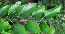 White Mulberry - Morus alba L.