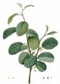 Buckthorns - Rhamnus alpina L.