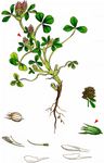 Gestreifter Klee - Trifolium striatum L. 