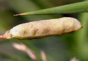 Smooth Tare - Vicia tetrasperma (L.) Schreb.