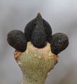 Fraxinus excelsior (Gewöhnliche Esche) - Winterknospen