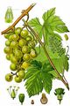 Vitis vinifera aus Thomé (1885)