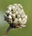 Round-Headed Leek - Allium sphaerocephalon L.