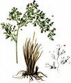 Slashed Spleenwort - Asplenium fissum Willd.