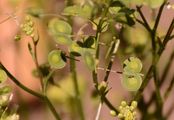 Glattfrüchtiges Brillenschötchen - Biscutella laevigata L.