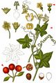 White Bryony - Bryonia dioica Jacq.