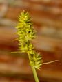 Fuchs-Segge - Carex vulpina L.