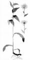 Pyrenean Hakw's-Beard - Crepis pyrenaica (L.) Greuter