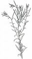 Panicle Willowherb - Epilobium brachycarpum C. Presl