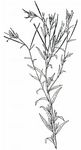 Kurzfrüchtiges Weidenröschen - Epilobium brachycarpum C. Presl 