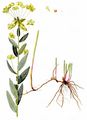  - Euphorbia salicifolia Host