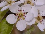 Pear - Pyrus communis L.