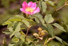 Rauhblättrige Rose - Rosa marginata Wallr. 