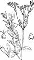 Bog Stitchwort - Stellaria alsine Grimm