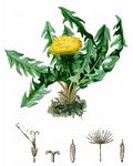 Gebirgs-Löwenzähne - Taraxacum sect. Alpestria Soest 