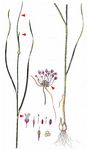 Gekielter Lauch - Allium carinatum L. 