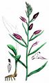 Red Helleborine - Cephalanthera rubra (L.) Rich.