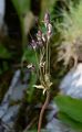 Matthioli's Primrose - Cortusa matthioli L.