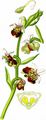 Late Spider-Orchid - Ophrys holosericea (Burm. f.) Greuter