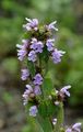 Black Horehound - Ballota nigra L.