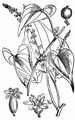 Gewöhnliche Schmerwurz - Dioscorea communis (L.) Caddick & Wilkin