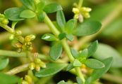 Smooth Rupturewort - Herniaria glabra L.