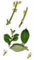 Eared Willow - Salix aurita L.