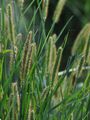 Yellow Bristle-Grass - Setaria pumila (Poir.) Roem. & Schult.