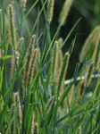 Rote Borstenhirse - Setaria pumila (Poir.) Roem. & Schult. 