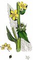 Twiggy Mullein - Verbascum virgatum Stokes