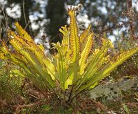 Asplenium scolopendrium (Hirschzunge)